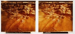 United States USA Mississippi Crocodiles c1910 Photo Plate Glasses Stereo