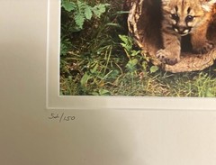photograph Florida panther her two spotted kittens by John Flower 52 out of 150