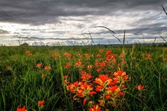 Indian Paintbrush Photography Print: Oklahoma, Wildflowers, Picture, Photo