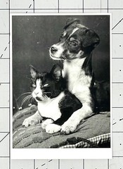 Sem Presser (1917-1986) Art Photo Print Card 1989 – Puppy & Tuxedo Cat Kitten