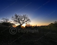 Sunset Photo Silhouette of an Oak Tree Nature Digital Image Wallpaper Non AI