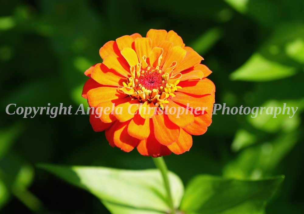 Original ACEO photo fine art print 2.5 x 3.5 inches ORANGE ZINNIA flowers floral