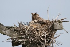 Owl Photo, Pick One Image – Various Sizes