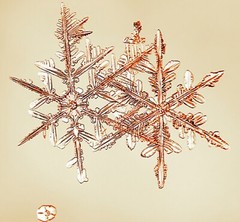 MIKE & DOUG STARN TWINS ‘Sno7.1_003 (Snowflake)’, 2005 SIGNED Photograph **NEW**