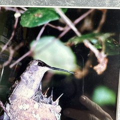 woodpecker metal frame 16 by 13 Photo Signed by R Jackson, Framed & Matted