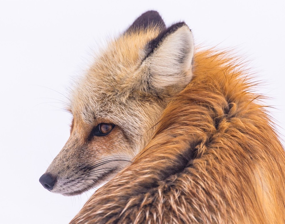Red fox in Lamar Valley 11×14 Print 11″x14″