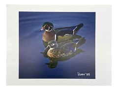 Pair Of Woodies Wood Ducks Print By Bob Kulon Photo Authentic COA 2009 8.5”x 11”