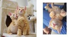 Warm, Cozy, and Relaxed Kittens Photobook Paperback 2018 from Japan