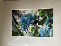 Diane Dre Signed Matted Color Landscape Photograph «Blue Feather Hydrangea»