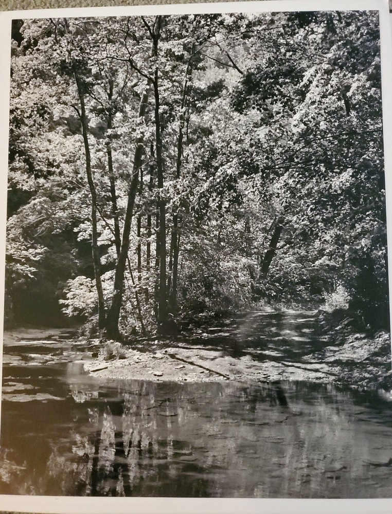 CREEK TREES ORIGINAL SIGNED ART PHOTO B&W STETTNER VTG MATTE NJ CAMERA