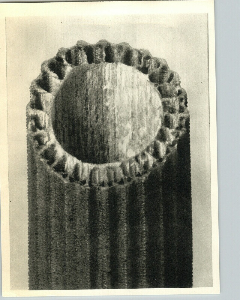 1942 Original BOTANICAL Rough Horsetail Fern PLANT Photo Art KARL BLOSSFELDT