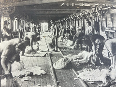 ANTIQUE AGRICULTURAL SHEARING SHEEP.SOUTH WALES, AUSTRALIA. TONED SILVER PRINT.