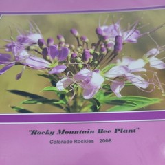 PHOTOGRAPHY Art Prints Lot 3 Vintage Butterfly Flowers Nature Photos – HW022