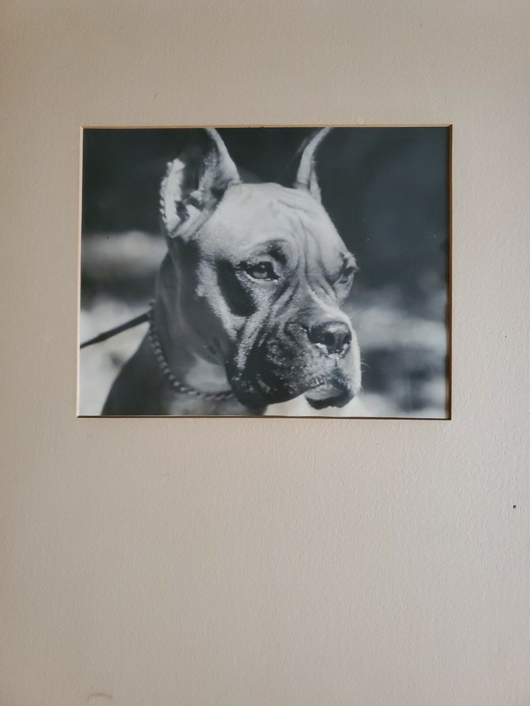 DOG PORTRAIT LARGE ORIGINAL SIGNED ART PHOTO B&W STETTNER VTG MATTE NJ CAMERA
