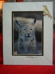 8″x10″ Matted Lynx Portrait Art by Eric Van Pelt 2007
