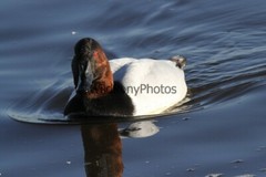 Canvasback Photo, Pick One Image – Various Sizes