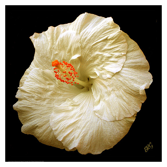 White Hibiscus Portrait 12″ x 12″ Fine Art Print Floral Garden Hawaiian Flower