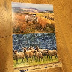 Two photographic prints of Scotland landscape and sheep 8 x 11”