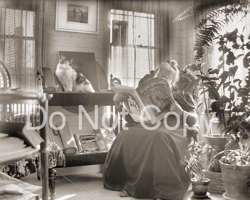 Antique Photograph Woman Reading with Cats Sunroom Early 1900s