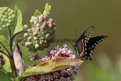 Butterflies Photo, Pick One Image – Various Sizes