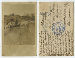 96989 – Shepherd with flock of sheep – Photo as postcard, 14.10.1915 to Holland