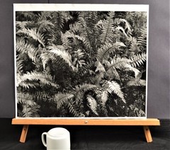Autumn ferns on the trail, Elk Lake – Thomas Teich
