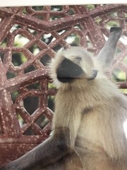 FRAMED PHOTOGRAPH – Indian Monkey Temple Signed 18 X 22