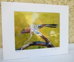 Roadrunner Joshua Tree California 8×10 Photograph signed Brian Blackwelder – #53