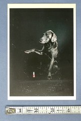William Wegman – Fay Rey – Fotofolio Art Photo Print Card 1980s