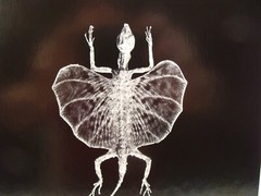Original 2018 Charles Fendrock Flying Dragon Lizard Photograph