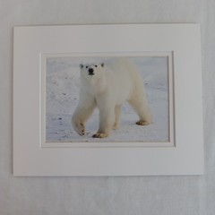 Polar Bear Photography Prints Set of 2 Matted Wildlife Art Photos Mike Johnson