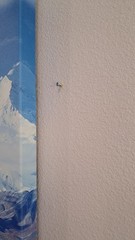 HUGE! 3x 30″x28″ Triptych print on canvas – Denali National Park.