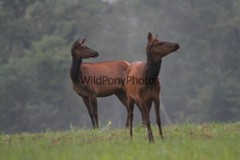 Elk Photo, Pick One Image – Various Sizes