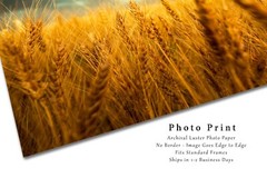 Country Photography Print – Picture of Golden Wheat at Harvest Time in Colorado