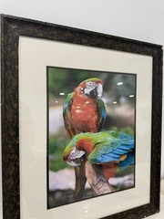Framed Tropical Macaw Parrot Photograph Wall Art 23×27 Colorful Bird Decor
