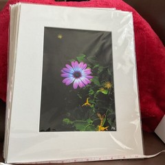 Starlight Purple Flower Matted, Prolific Photo Creative Art By Kathy Marquez