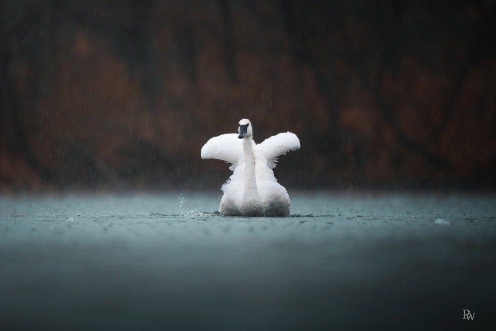 Framed Fine Art Swan Photograph – 20″x30″ Fuji Crystal DP II Print in Solid Oak