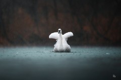 Framed Fine Art Swan Photograph – 20″x30″ Fuji Crystal DP II Print in Solid Oak