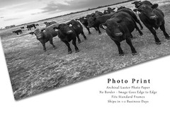 Country Photography Print – Black and White Picture of Angus Cows in Kansas