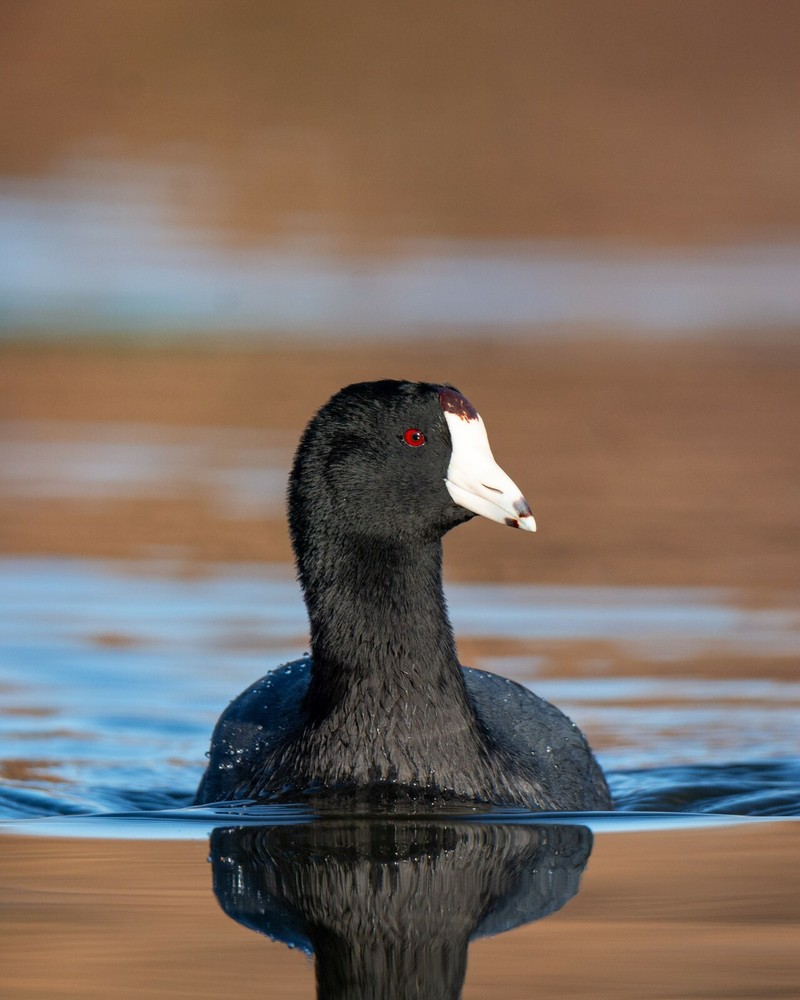 American Coot by Martin Briones Wildlife Photography 13×19 Free Shipping
