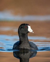American Coot by Martin Briones Wildlife Photography 13×19 Free Shipping