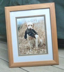 Hunting Dog Photograph by James T Jones of Washington State matted & framed