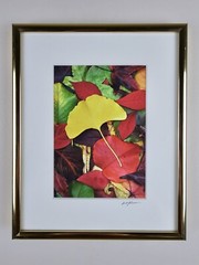ART – VTG Original Signed Scott Johnson Photograph 10.5×8.5 Framed Gingko Leaves