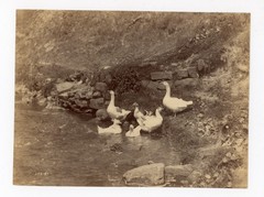 Frank Meadow Sutcliffe Whitby England Albumen Photo British Master Ducks