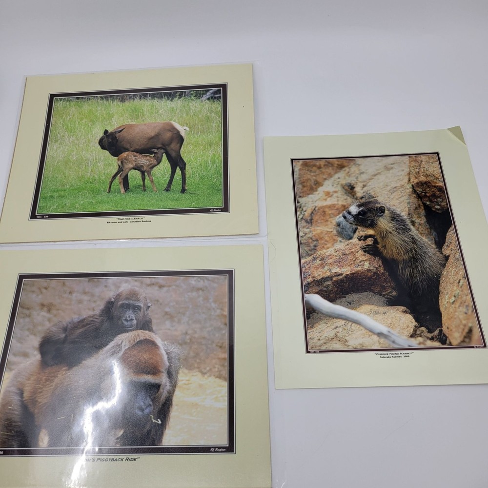 PHOTOGRAPHY Art Prints Lot 3 Vintage Nature Photos – Deer, Gorilla, Marmot – HW