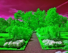 Beautiful 11×14 infrared photo. Mounted on 11×14 board great for framing. NOT AI