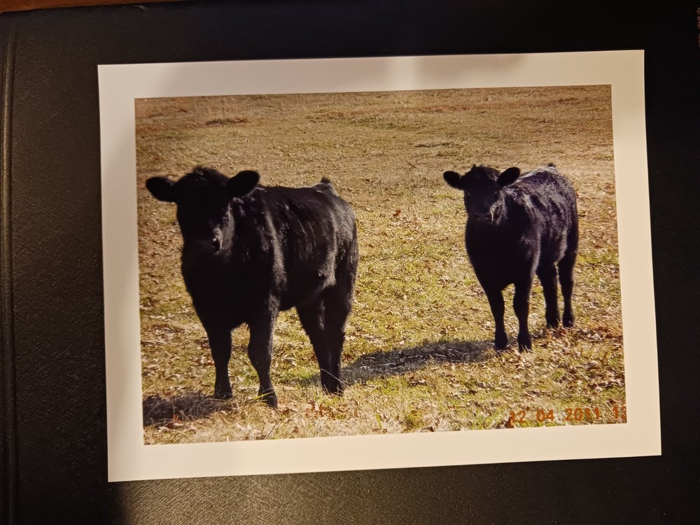Prints of Two Black Angus Heifers Beef Cattle Farm Cow Ranch Agribusiness Rodeo