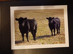Prints of Two Black Angus Heifers Beef Cattle Farm Cow Ranch Agribusiness Rodeo
