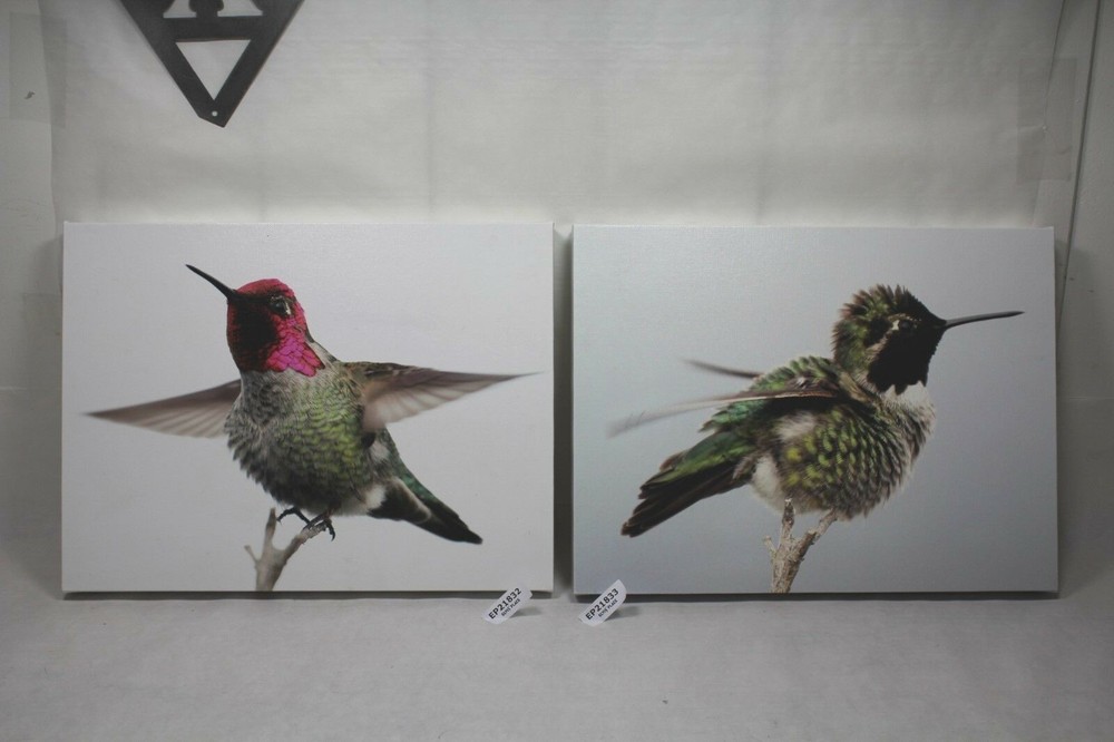 male hummingbird canvas 16×12 wildlife bird photo E. Barton Photography EPS21832