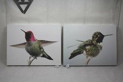 male hummingbird canvas 16×12 wildlife bird photo E. Barton Photography EPS21832